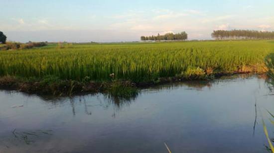 泰来县四间村黄金水稻