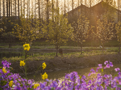 乌镇品牌价值不断凸显 有企业已抢注乌村酒类商