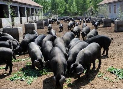 盐城“阜宁黑猪”获国家地理标志商标