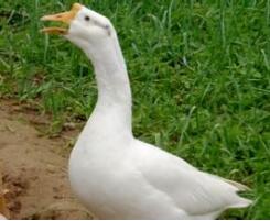 茅山老鹅”和“茅山草鸡”商标之争 农家饭店赢