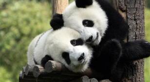 45个吉祥物“国宝熊猫”商标进入淘宝--司法拍卖